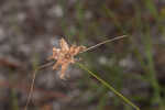 Ware's hairsedge